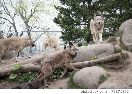 一群日本狼 一群日本狼 73871802