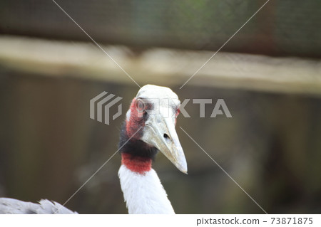 Omuta City Omuta City Zoo Otsuru, Omuta City Omuta City Zoo Otsuru, 73871875