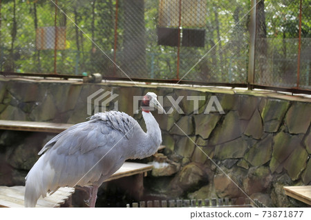 Omuta City Omuta City Zoo Otsuru, Omuta City Omuta City Zoo Otsuru, 73871877