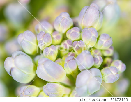 Cauliflower on the nature 73872193