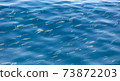 Fish in the blue water of the sea as a background 73872203