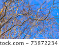 Bare branches of a curly tree on a background of blue sky 73872234