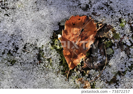 Fallen leaves and snow 73872257