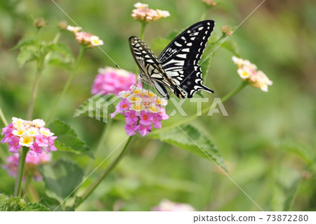 Swallowtail butterfly Swallowtail butterfly 73872280