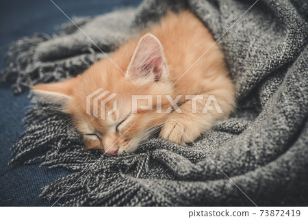 Cute little ginger kitten is sleeping 73872419