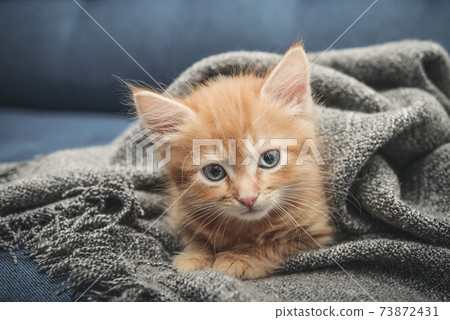 Cute little ginger kitten Cute little ginger kitten 73872431