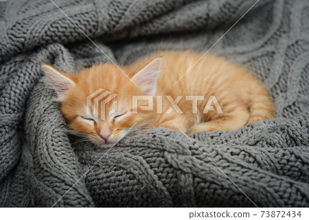 Cute little ginger kitten is sleeping 73872434