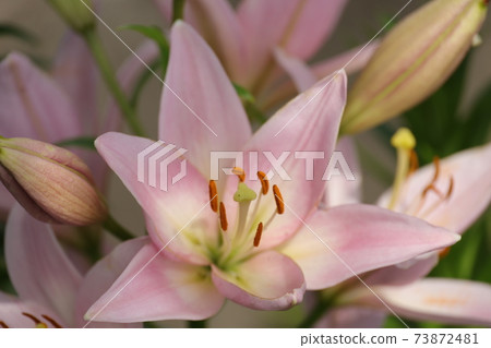 百合 73872481