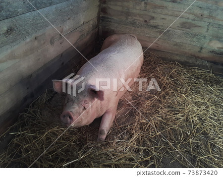 Raising pigs on a farm 73873420