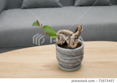 Bonsai 73873487