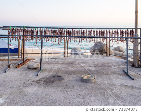fish drying outdoors in Sokcho city in morning fish drying outdoors in Sokcho city in morning 73874075