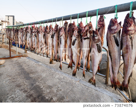 fish drying outdoors on beach in Sokcho city fish drying outdoors on beach in Sokcho city 73874076