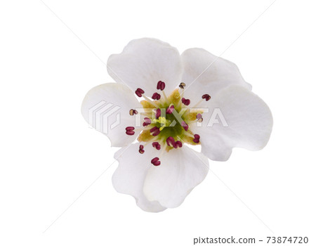 pear flower isolated pear flower isolated 73874720