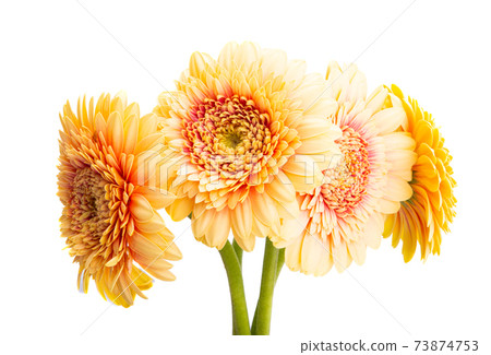 gerbera flower isolated gerbera flower isolated 73874753