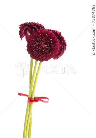 gerbera flower isolated 73874768