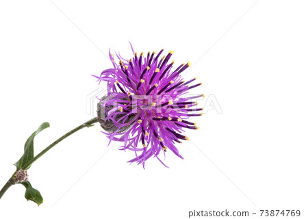 thistle flower isolated 73874769