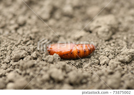 Pupa of death head hawkmoth 73875002