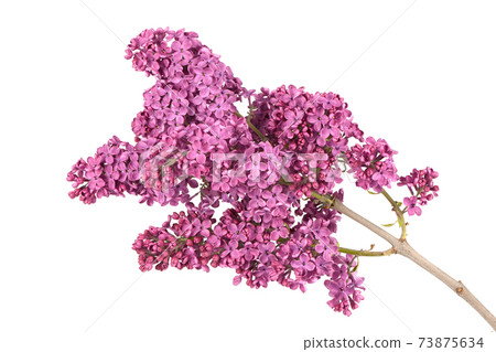 Blossoming lilac isolated on white background. Spring lilac. Lilac branch. 73875634