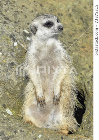 Funny Meerkat Manor portrait in a clearing at the zoo . The meerkat or suricate is a small carnivoran belonging to the mongoose family. Meerkat close up. Vertical banner Funny Meerkat Manor portrait in a clearing at the zoo . The meerkat or suricate is a small carnivoran belonging to the mongoose family. Meerkat close up. Vertical banner 73875815