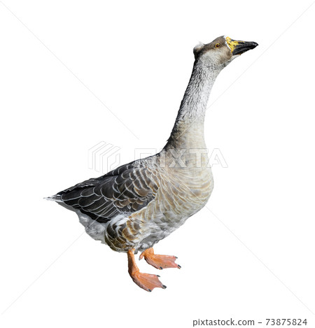 Big grey domestic goose isolated on white background. Funny goose full length close up. Farm bird Big grey domestic goose isolated on white background. Funny goose full length close up. Farm bird 73875824