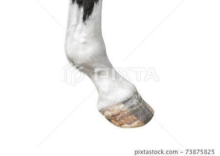 Horse hoof close up. Farm animal hoof isolated on white Horse hoof close up. Farm animal hoof isolated on white 73875825