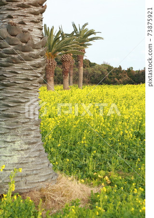 田原市油菜節油菜田 73875921