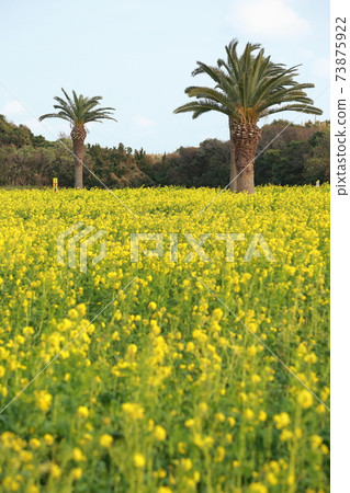 田原市油菜節油菜田 73875922