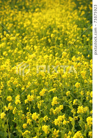 田原市油菜節油菜田 田原市油菜節油菜田 73875923