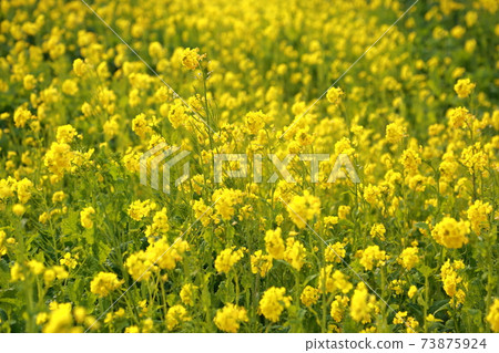 Rape field, Tahara City Rape Festival 73875924