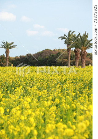 Rape field, Tahara City Rape Festival Rape field, Tahara City Rape Festival 73875925