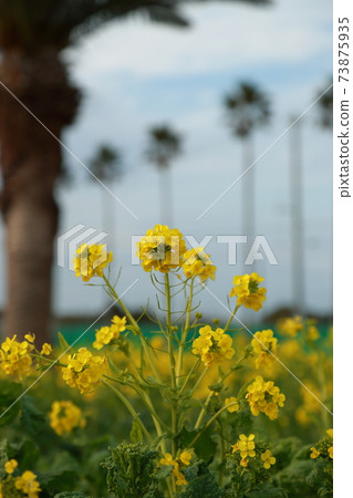 Rape field, Tahara City Rape Festival Rape field, Tahara City Rape Festival 73875935