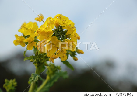 田原市油菜節油菜田 73875943