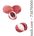 Watercolor drawing of litchi fruit. Lychee illustration. 73876000