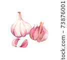 Watercolor garlic drawing isolated on white 73876001