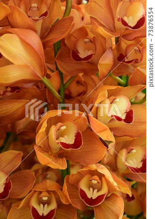 運行東方風鈴 73876554