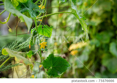Long green cucumbers on a branch in the vegetable garden. Long green cucumbers on a branch in the vegetable garden. 73876666