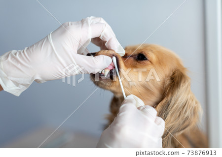 Pet dog care genetic test 73876913
