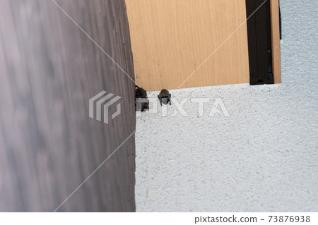 屋簷下的蝙蝠 73876938