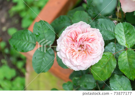 盛開的玫瑰花 73877177
