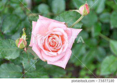 Blooming roses Blooming roses 73877180