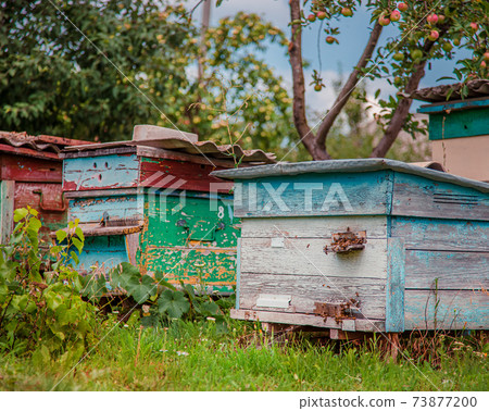 Group of wooden beehives in the garden. 73877200