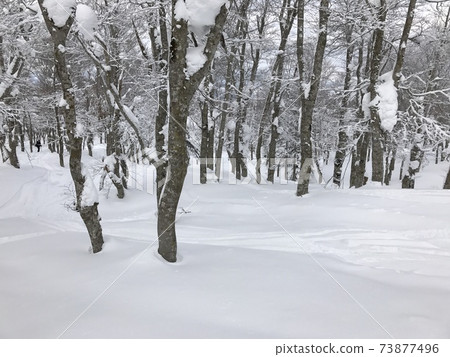 Forest course at Hakkoda Ropeway Ski Resort in winter Forest course at Hakkoda Ropeway Ski Resort in winter 73877496