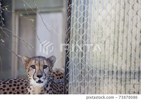 獵豹 獵豹 73878086