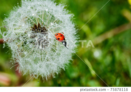 Beautiful fluffy dandelion with rain drops and ladybug against the green grass Beautiful fluffy dandelion with rain drops and ladybug against the green grass 73878118