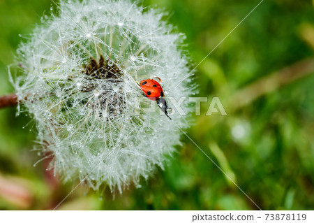 Beautiful fluffy dandelion with rain drops and ladybug against the green grass Beautiful fluffy dandelion with rain drops and ladybug against the green grass 73878119