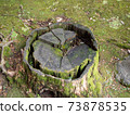 A stump that is mossy and decaying 73878535