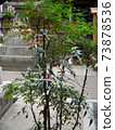 The tree that ties the fortune 73878536