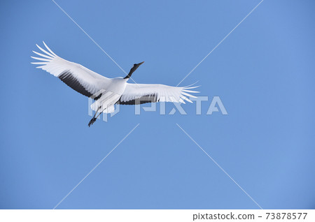 Japanese crane flying in front of you (Tsurui, Hokkaido) Japanese crane flying in front of you (Tsurui, Hokkaido) 73878577