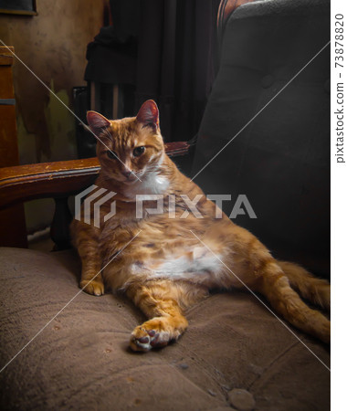 Ginger cat is resting lounging in an old armchair 73878820