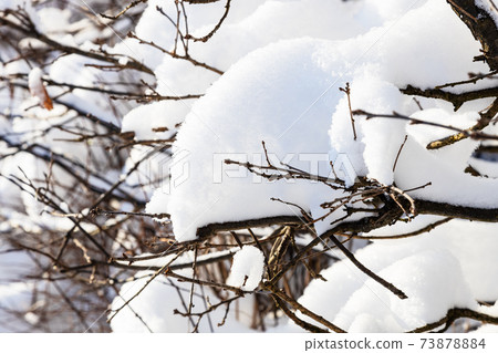 snowbound branch of hedge close up in winter snowbound branch of hedge close up in winter 73878884